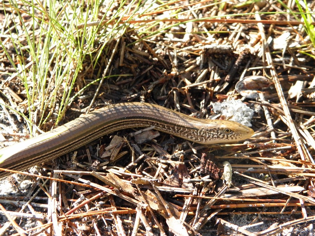 Ophisaurus ventralis; Eastern Glass Lizard Ophisaurus ventralis; Eastern Glass Lizard
