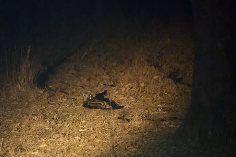 African Civet (Civettictis civetta) 01