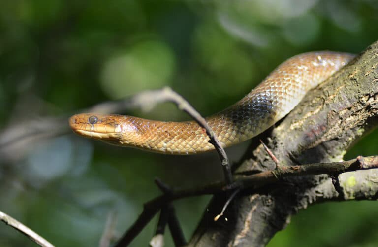 Zamenis longissimus Zamenis longissimus