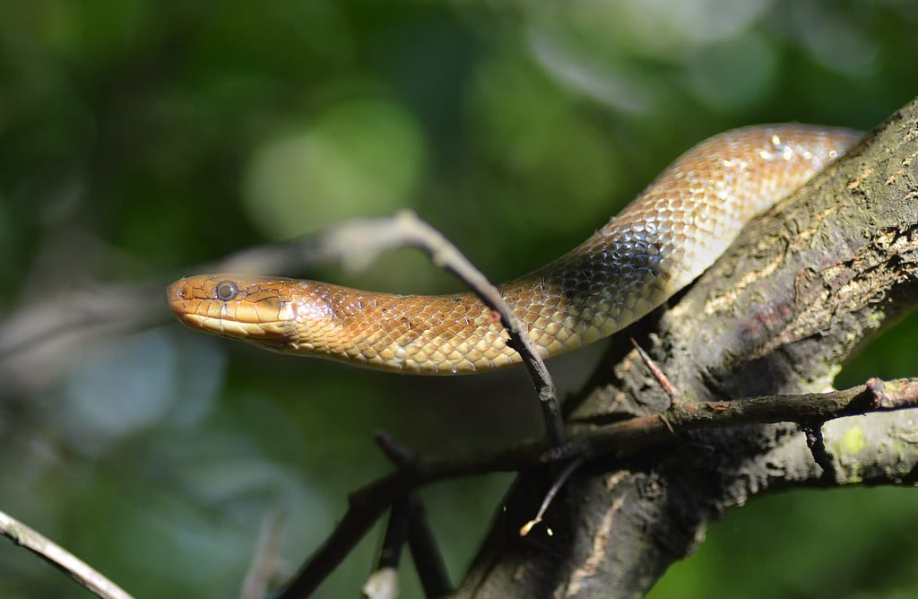 Zamenis longissimus Zamenis longissimus