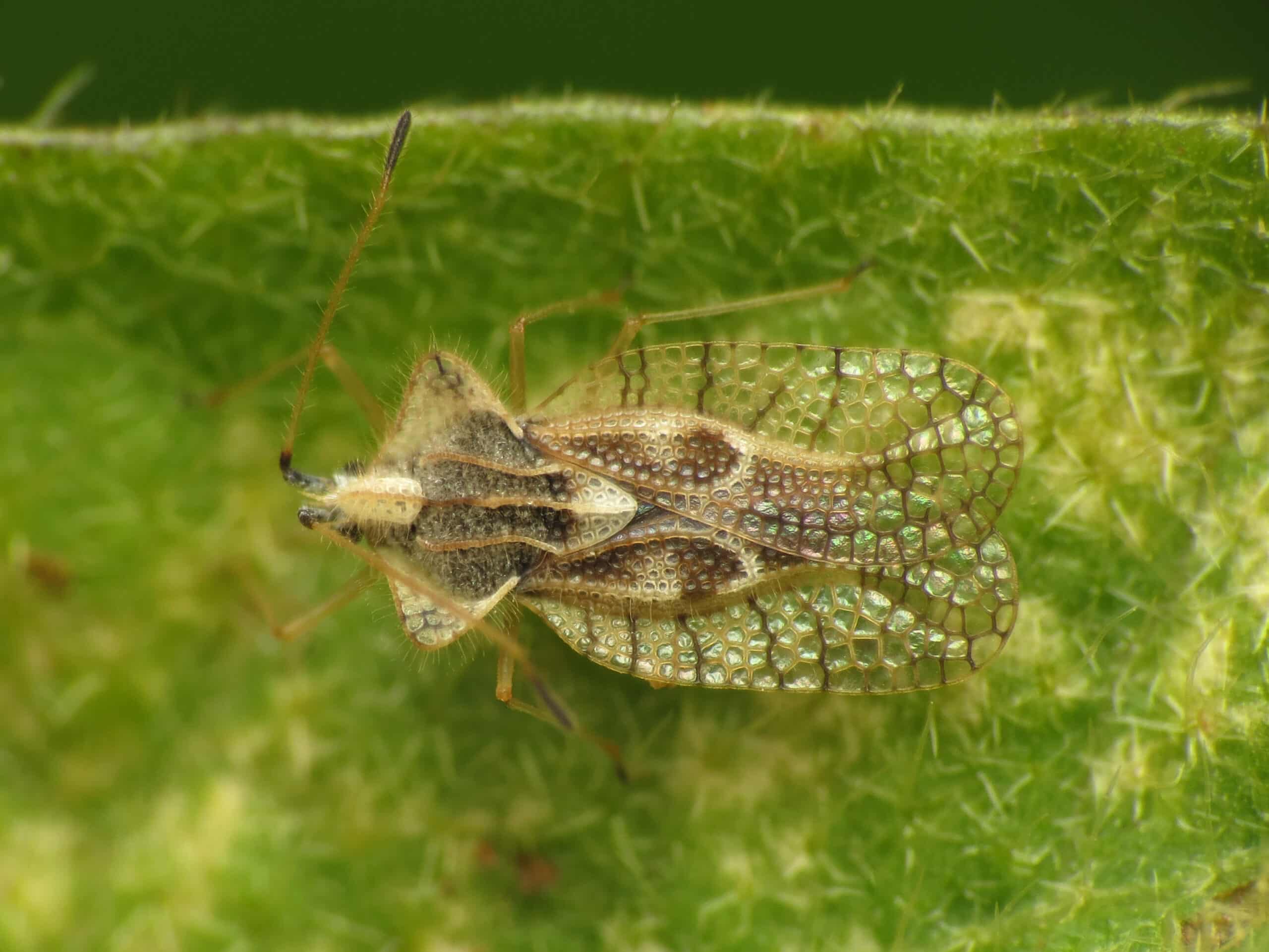 Eggplant Lace Bug (28739524151)