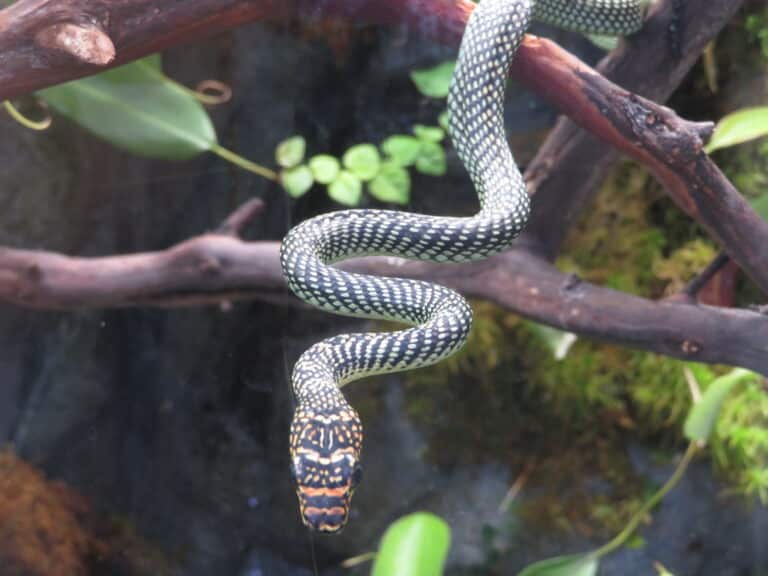 chrysopelea paradisi paradise flying snake 07