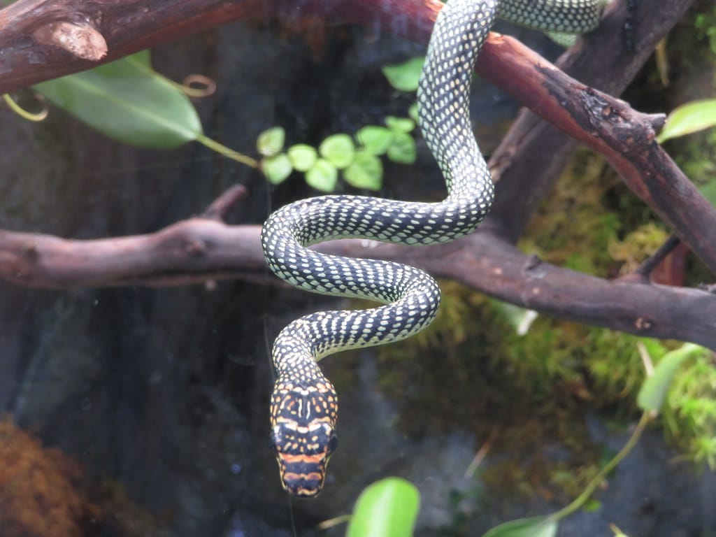 chrysopelea paradisi paradise flying snake 07