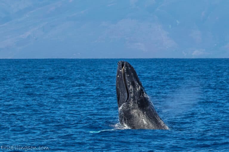 Humpback Whale Humpback Whale