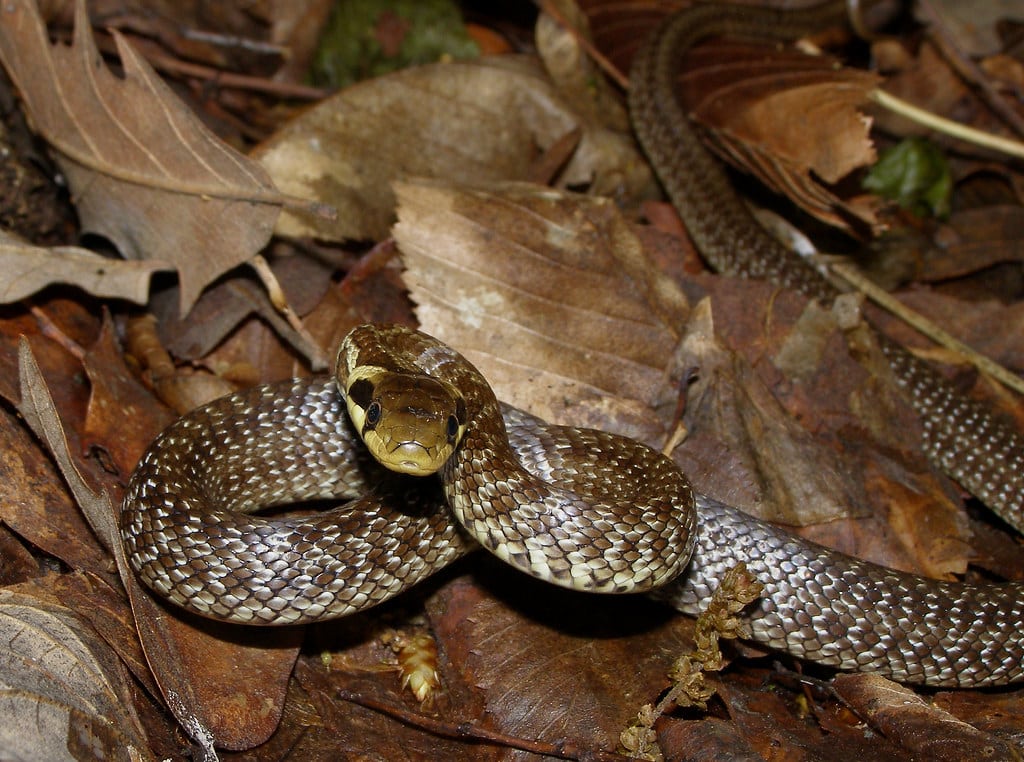 Zamenis longissimus Zamenis longissimus