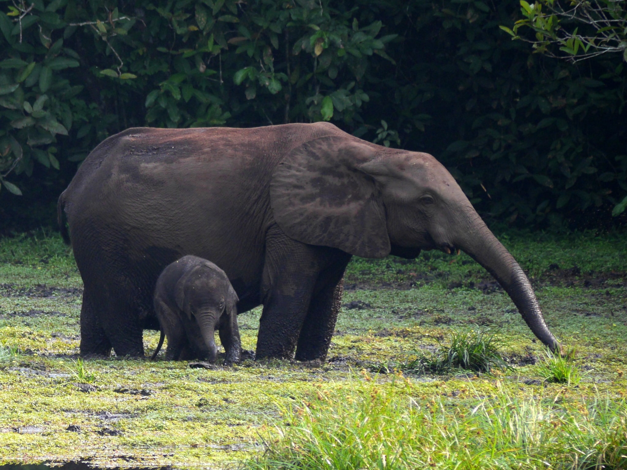 Loxodonta cyclotis 3970041