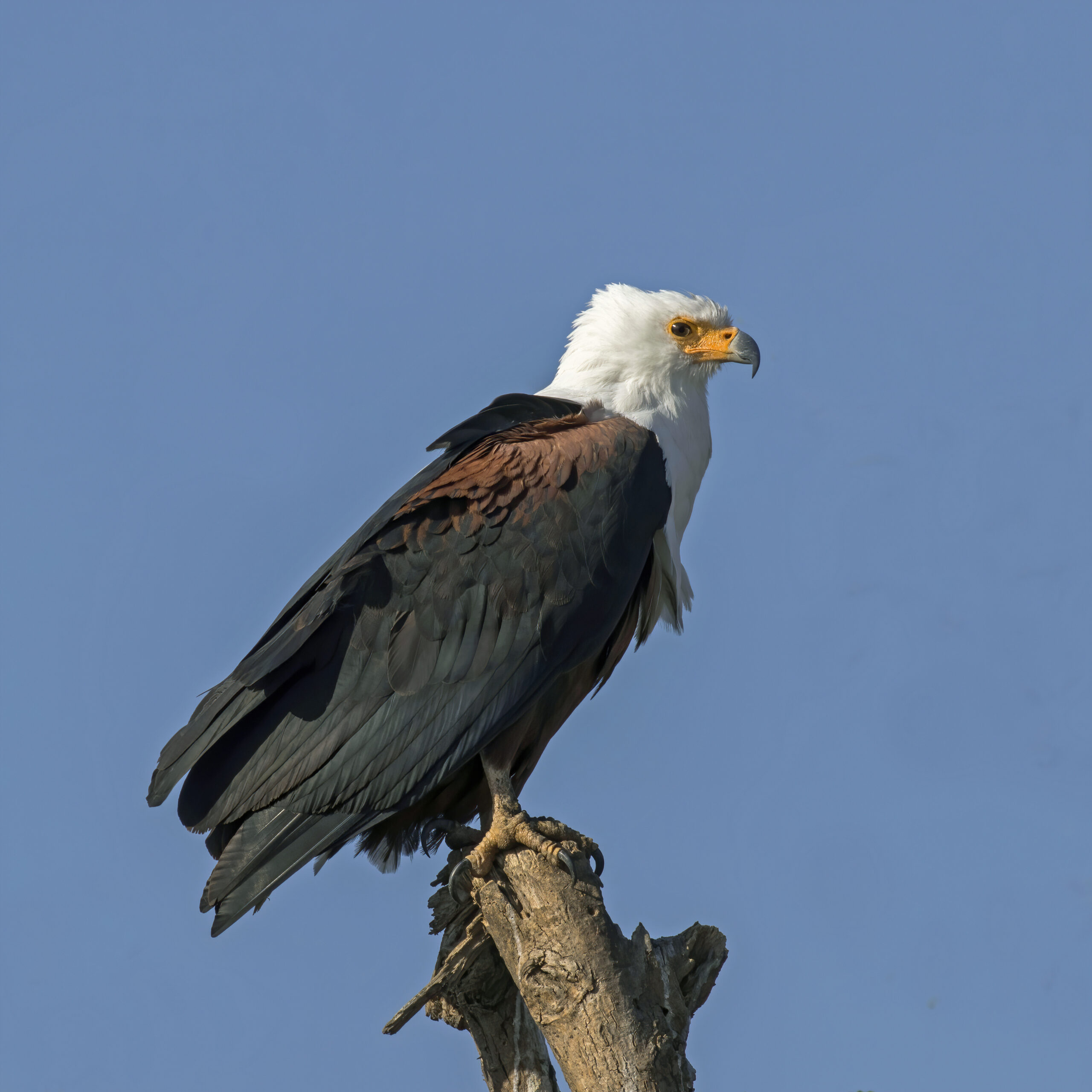 African fish eagle (Haliaeetus vocifer) Ethiopia African fish eagle (Haliaeetus vocifer) Ethiopia