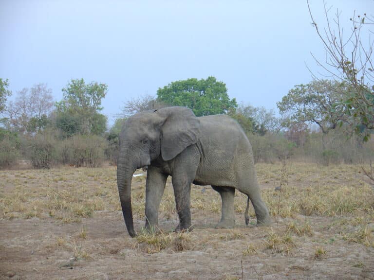Loxodonta cyclotis 110278699