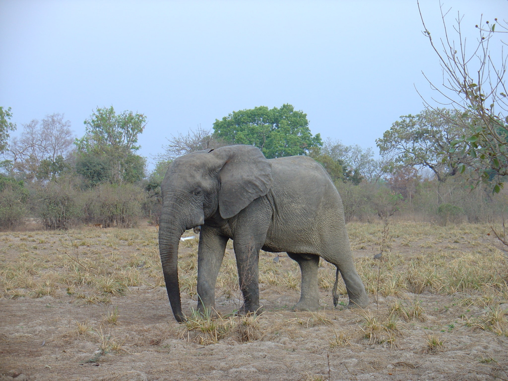 Loxodonta cyclotis 110278699