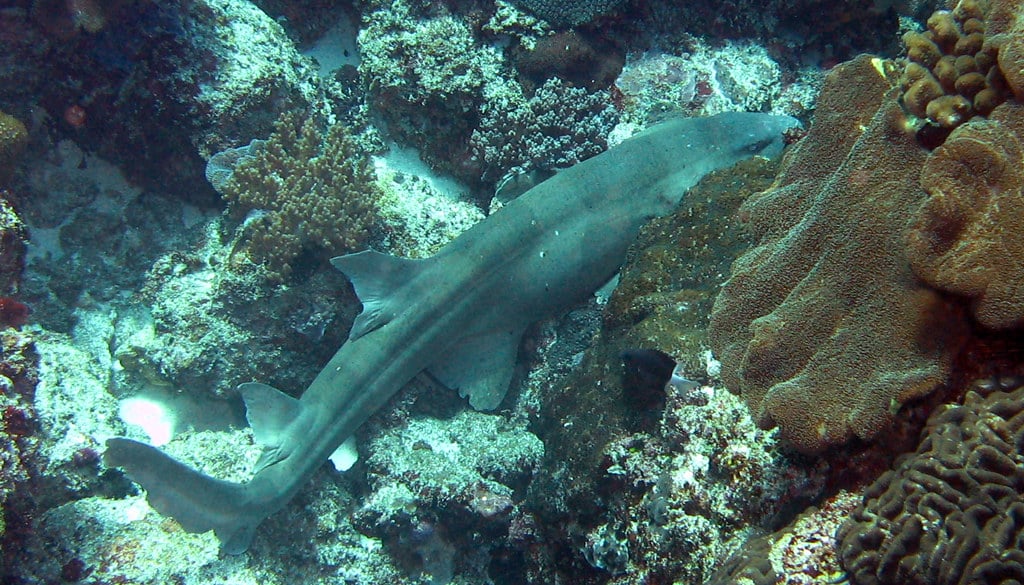 bamboo shark