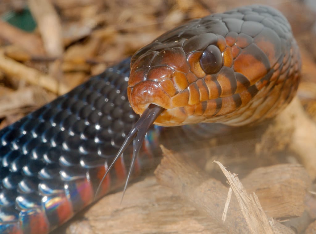 Indigo Snake (Drymarchon couperi)_4 Indigo Snake (Drymarchon couperi)_4