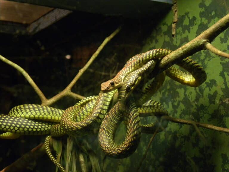 chrysopelea paradisi (6032067972)