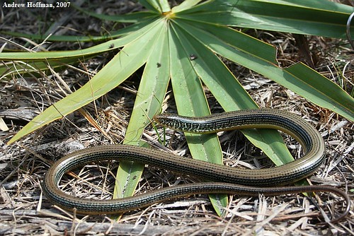 Ophisaurus ventralis (Eastern Glass Lizard) Ophisaurus ventralis (Eastern Glass Lizard)