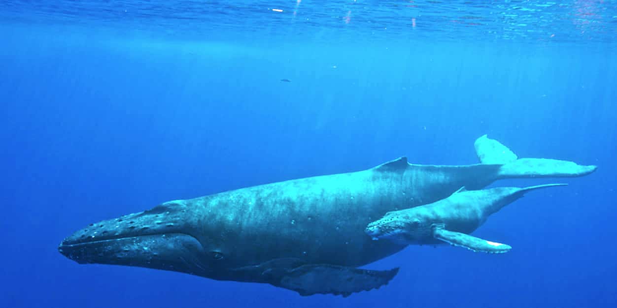 Humpback whale with her calf Humpback whale with her calf