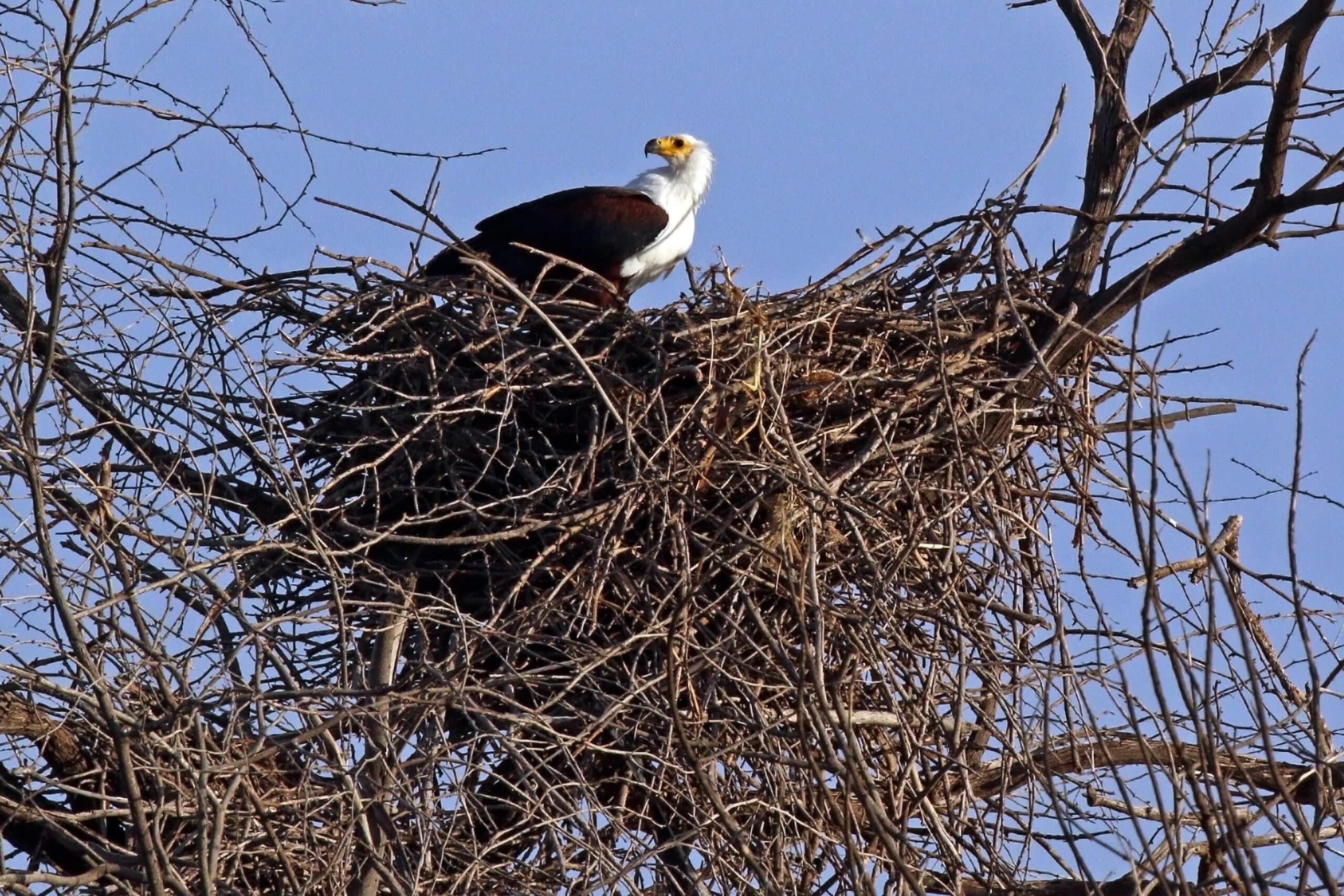 African fish eagle (Haliaeetus vocifer) on nest African fish eagle (Haliaeetus vocifer) on nest