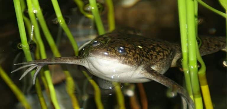 Xenopus laevis 4zz