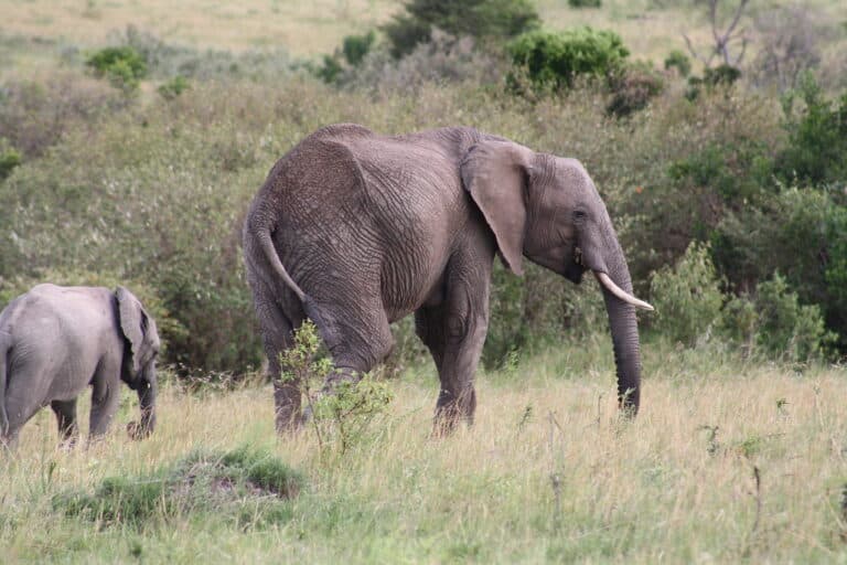 African Elephant and calf African Elephant and calf