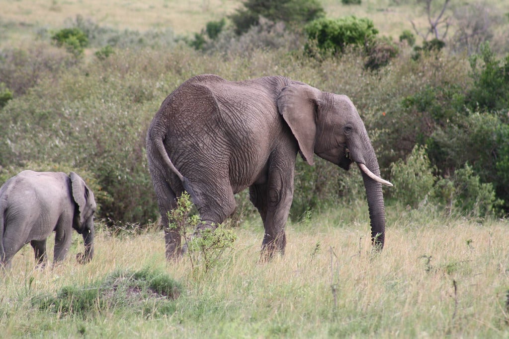African Elephant and calf African Elephant and calf