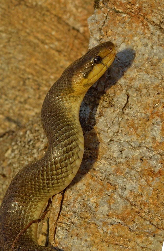 Zamenis longissimus Zamenis longissimus