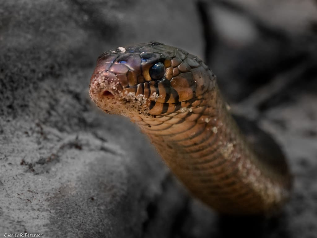 Captive Eastern Indigo Snake Captive Eastern Indigo Snake