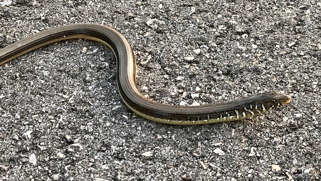 Ophisaurus ventralis : Eastern Glass Lizard Ophisaurus ventralis : Eastern Glass Lizard