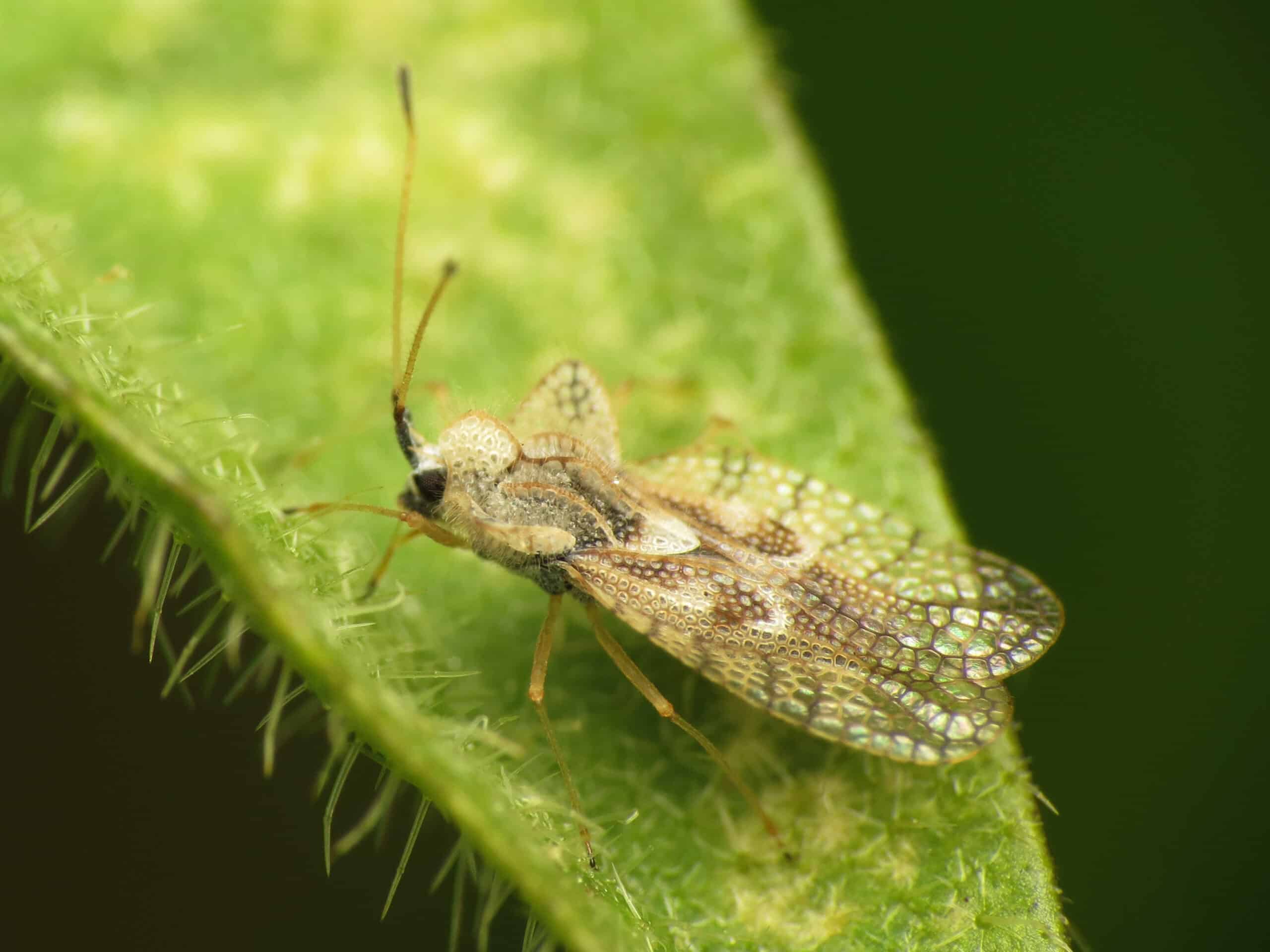Eggplant Lace Bug (28739522181)