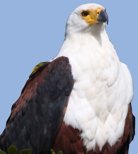 Closeup of African Fish-Eagle (Haliaeetus vocifer), Lake St Lucia Closeup of African Fish-Eagle (Haliaeetus vocifer), Lake St Lucia