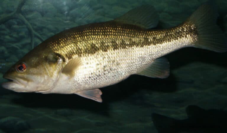 1351 largemouth bass (Micropterus salmoides) 300 dpi Largemouth Bass
