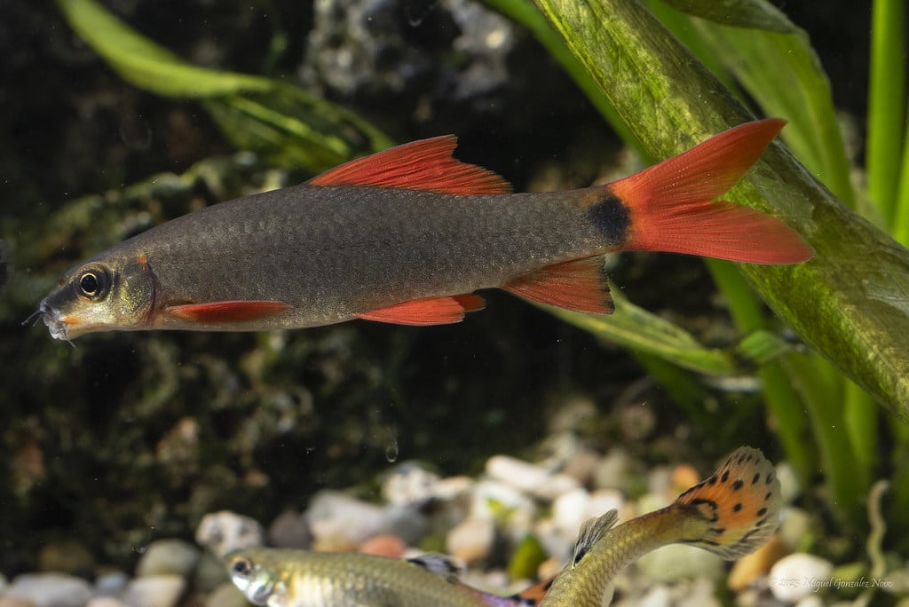 EPALZEORHYNCHOS FRENATUM