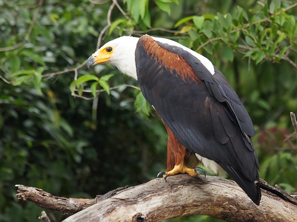 African Fish-Eagle (Haliaeetus vocifer) African Fish-Eagle (Haliaeetus vocifer)