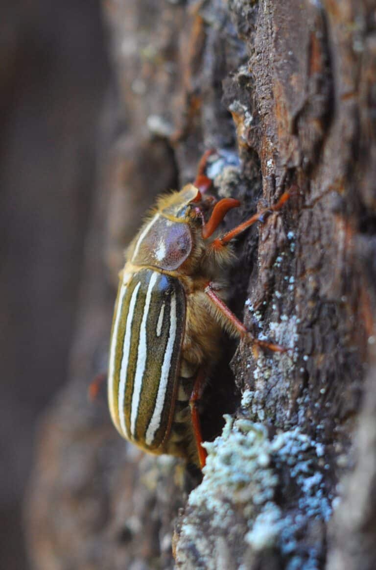 file:ten lined june beetle (polyphylla decemlineata).jpg file:ten lined june beetle (polyphylla decemlineata).jpg