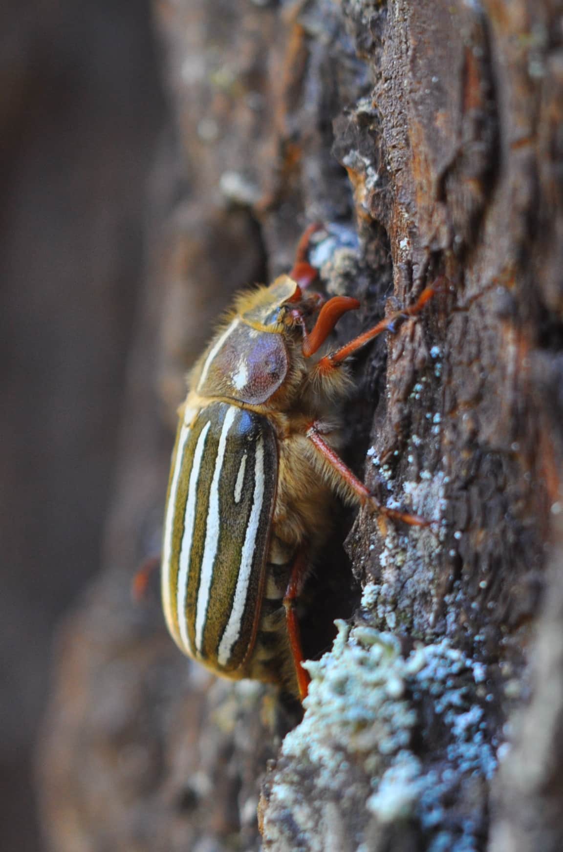 file:ten lined june beetle (polyphylla decemlineata).jpg file:ten lined june beetle (polyphylla decemlineata).jpg