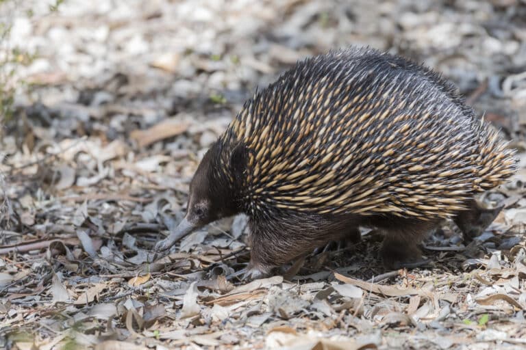 short beaked echidna in anbg short beaked echidna in anbg
