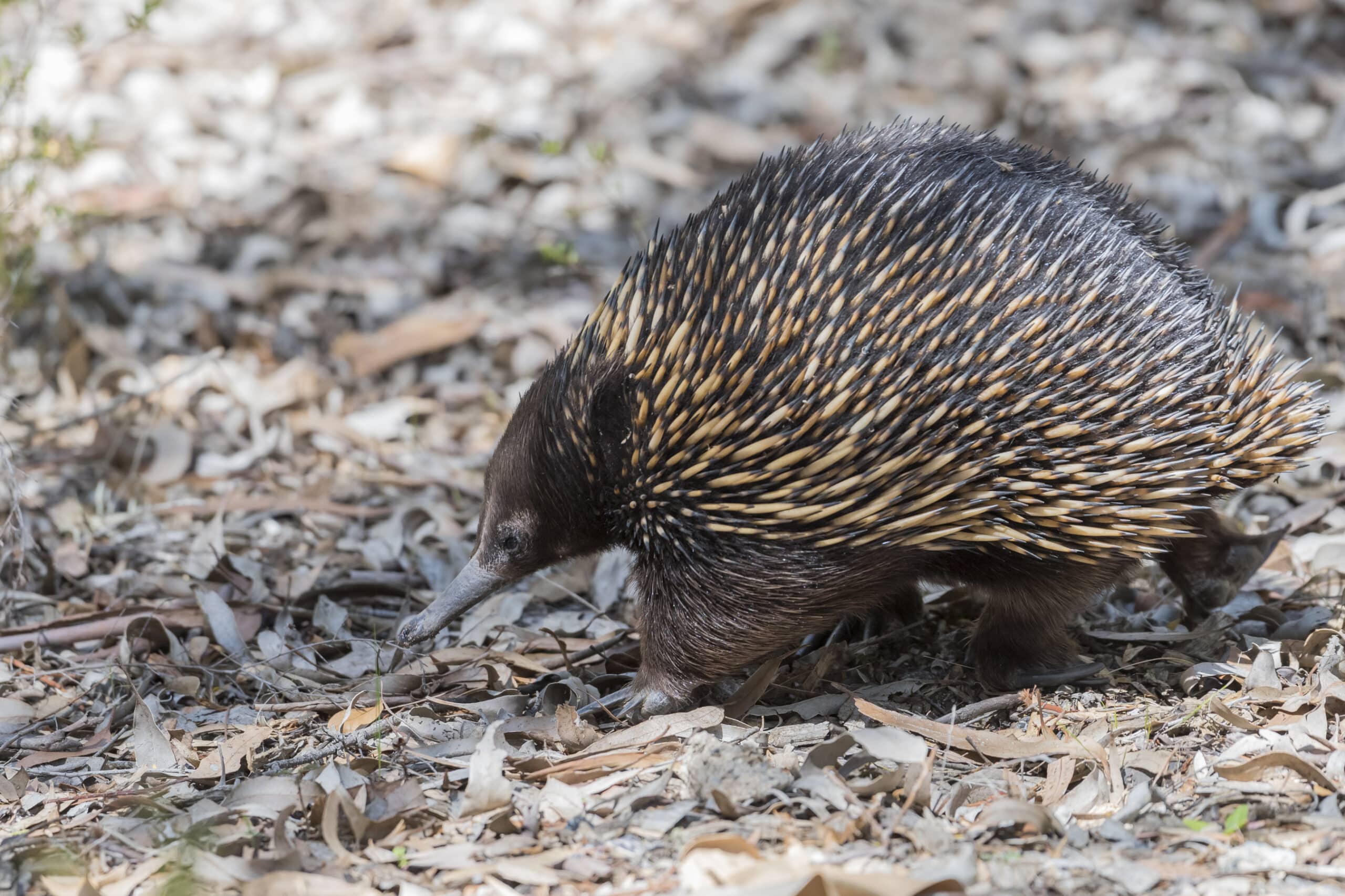 short beaked echidna in anbg short beaked echidna in anbg