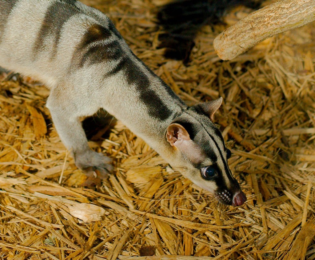 banded palm civet (hemigalus derbyanus) 4 banded palm civet (hemigalus derbyanus) 4