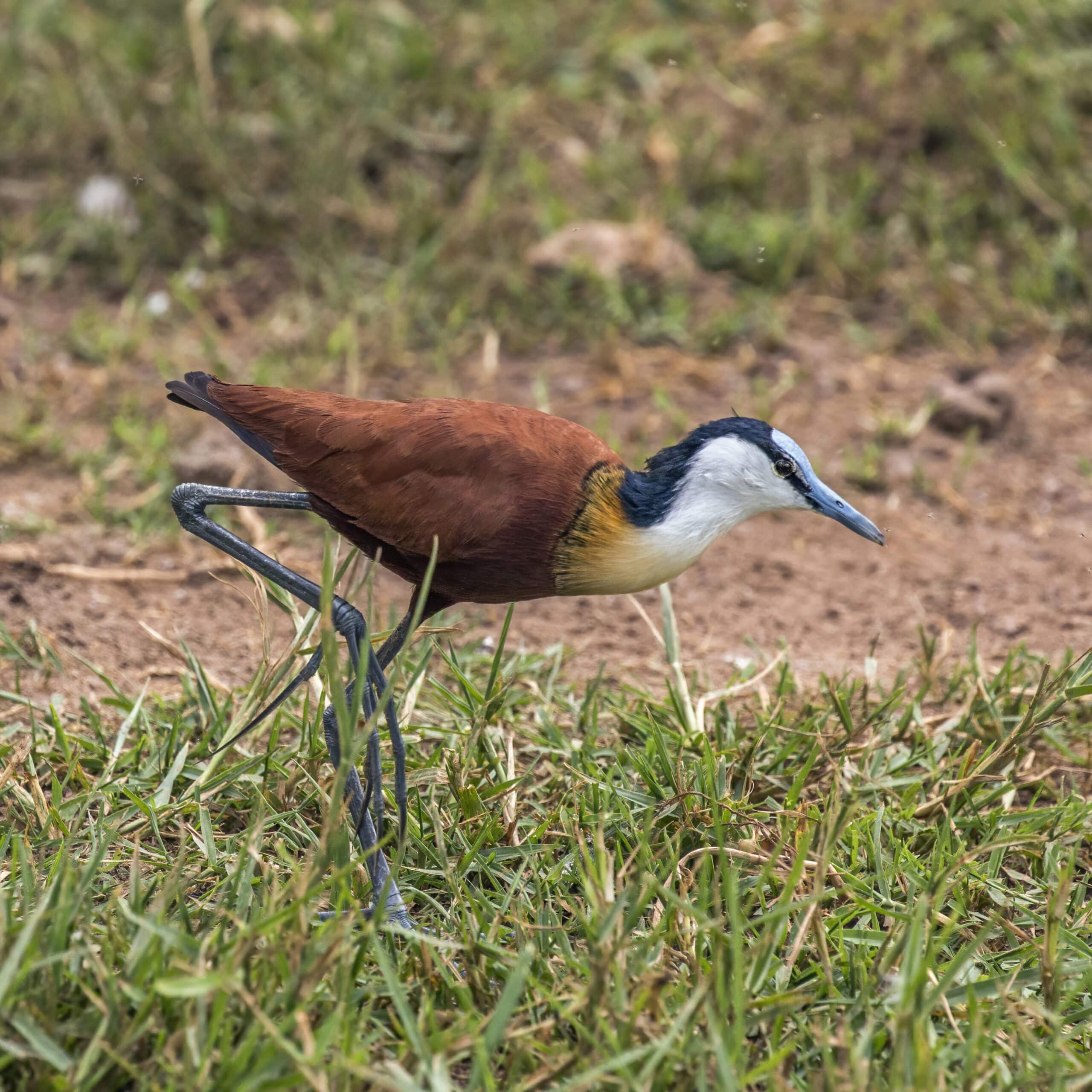 african jacana (actophilornis africanus) 3