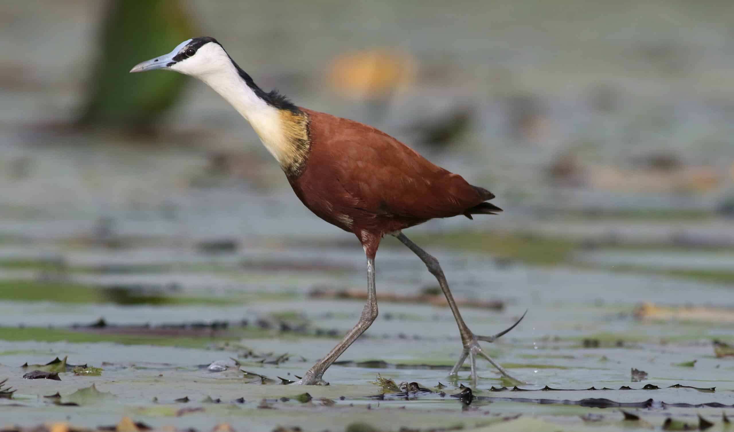 african jacana, actophilornis africanus, chobe river, botswana (33521883600)