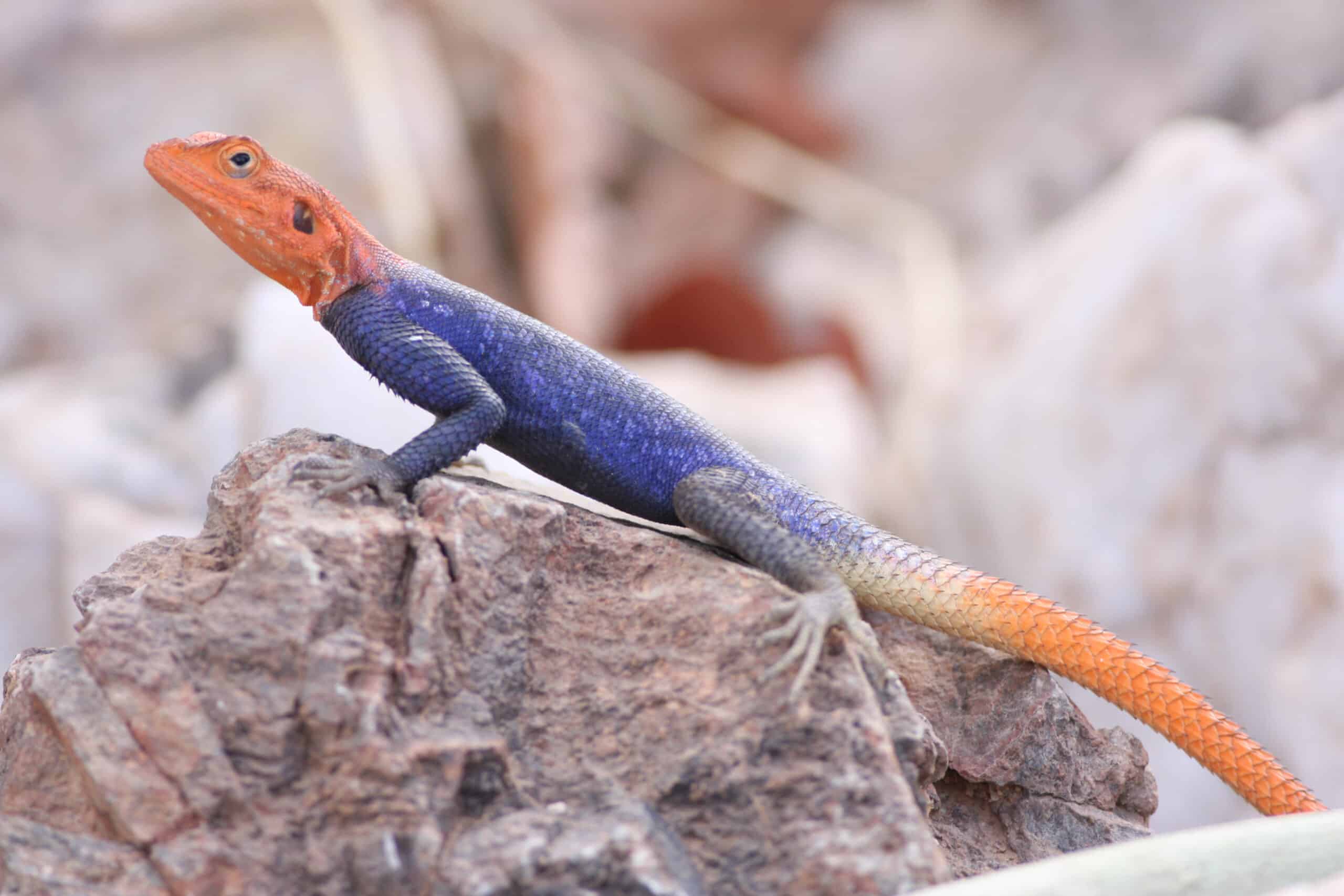 namibian rock agama (agama planiceps) (8603173387)
