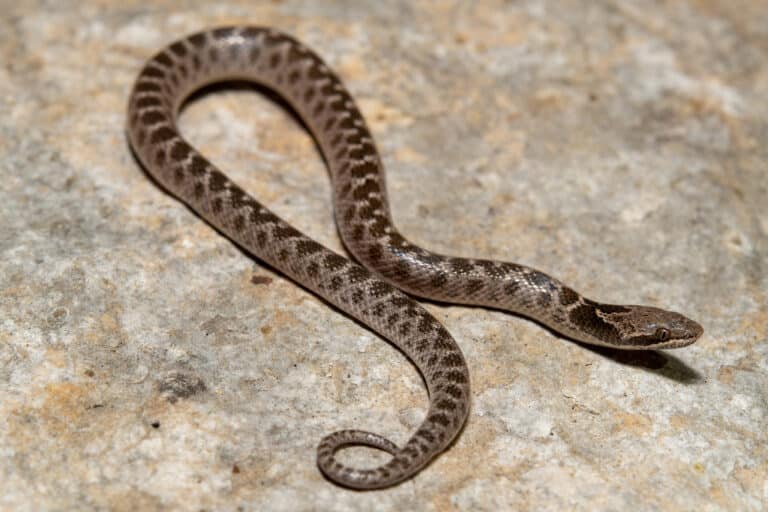 chihuahuan nightsnake (hypsiglena jani) chihuahuan nightsnake (hypsiglena jani)