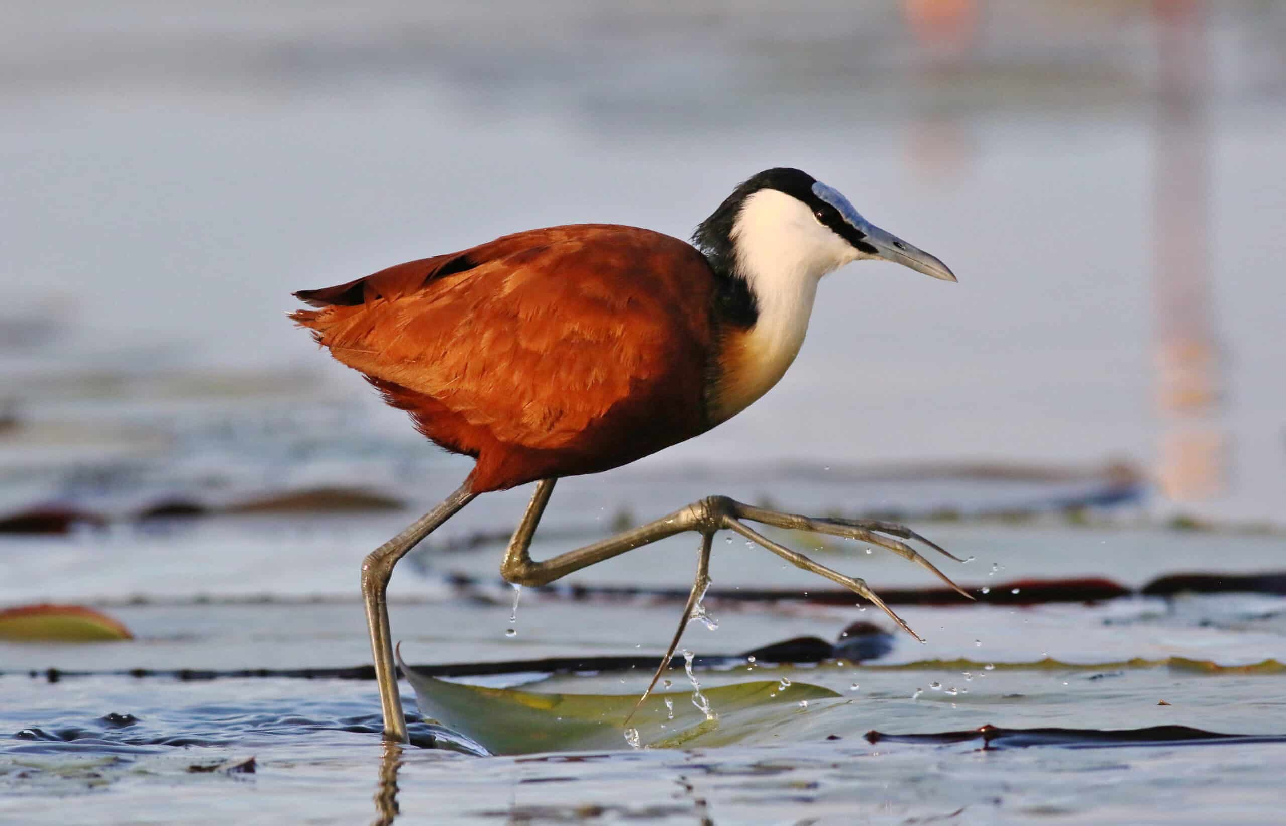 african jacana, actophilornis africanus, chobe river, botswana (33521898870)  African Jacana