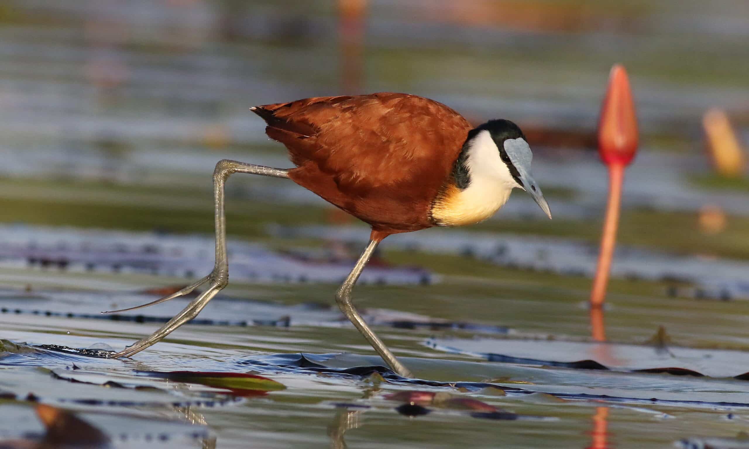 african jacana, actophilornis africanus, chobe river, botswana (33866011656)