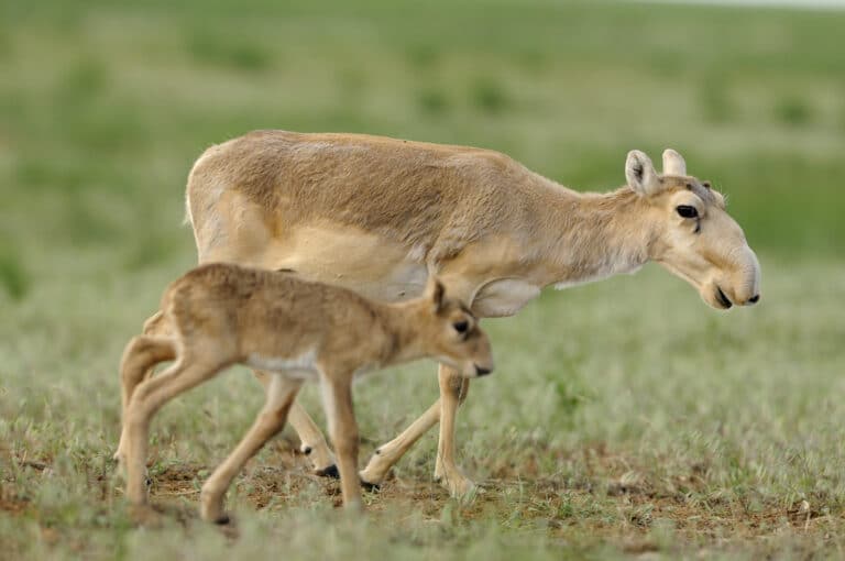saiga igor shpilenok