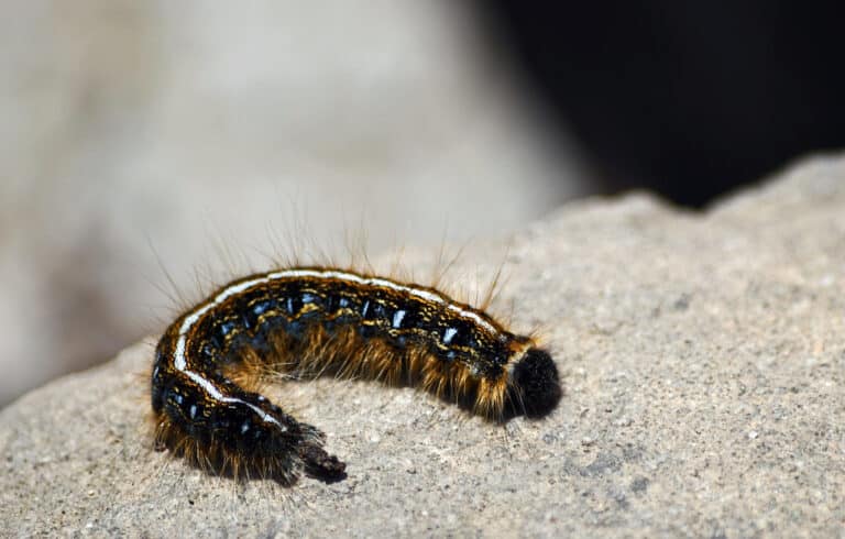 eastern tent caterpillar