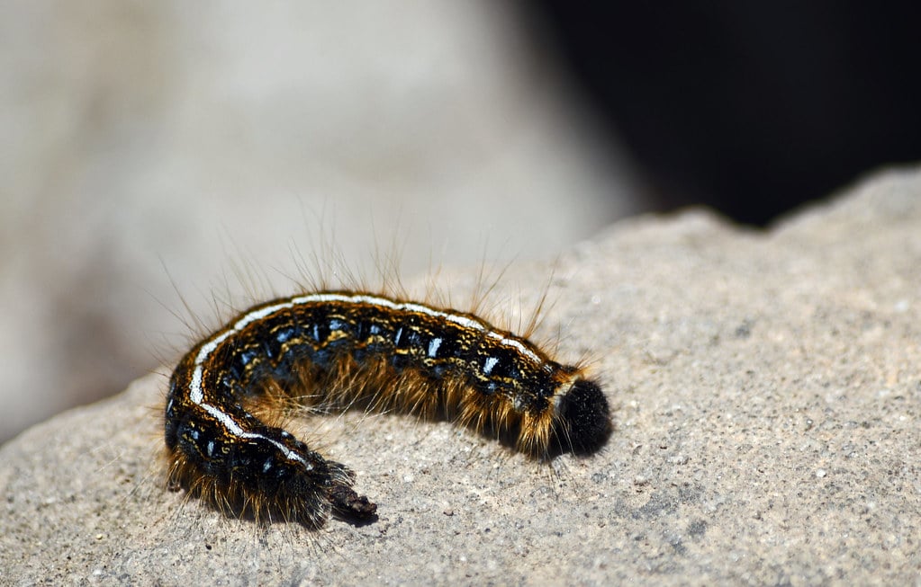 eastern tent caterpillar