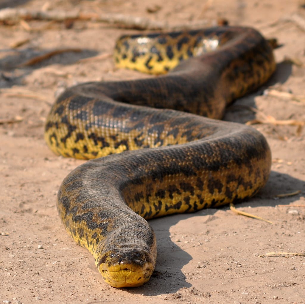 eunectes notaeus eunectes notaeus