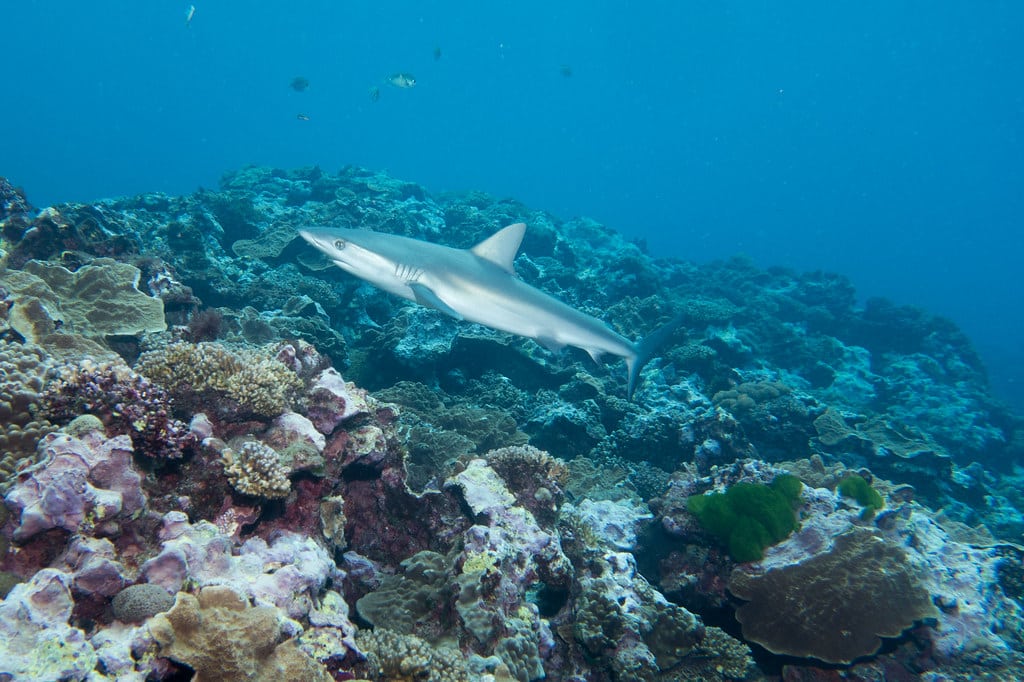 galapagos shark carcharhinus galapagensis