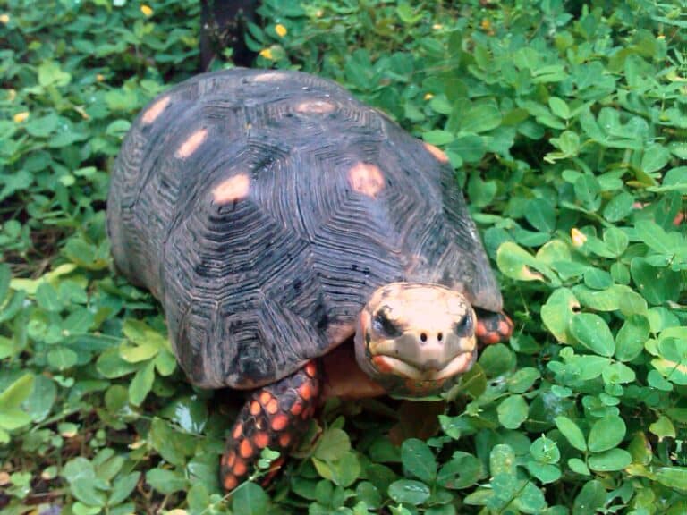 tortuga morrocoy sabanero