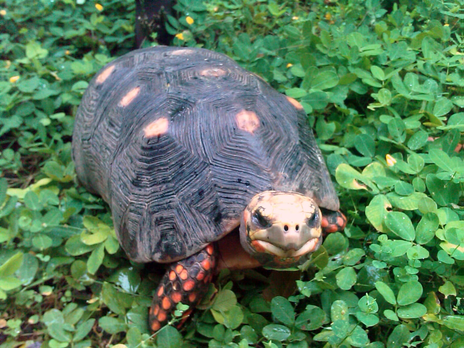 tortuga morrocoy sabanero