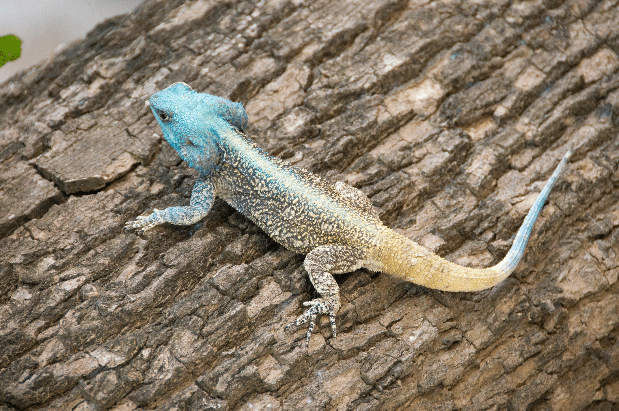 southern tree agama 2348840851 rotated