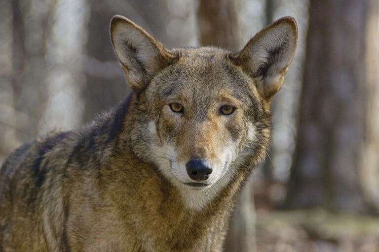 beauty in red Red Wolf